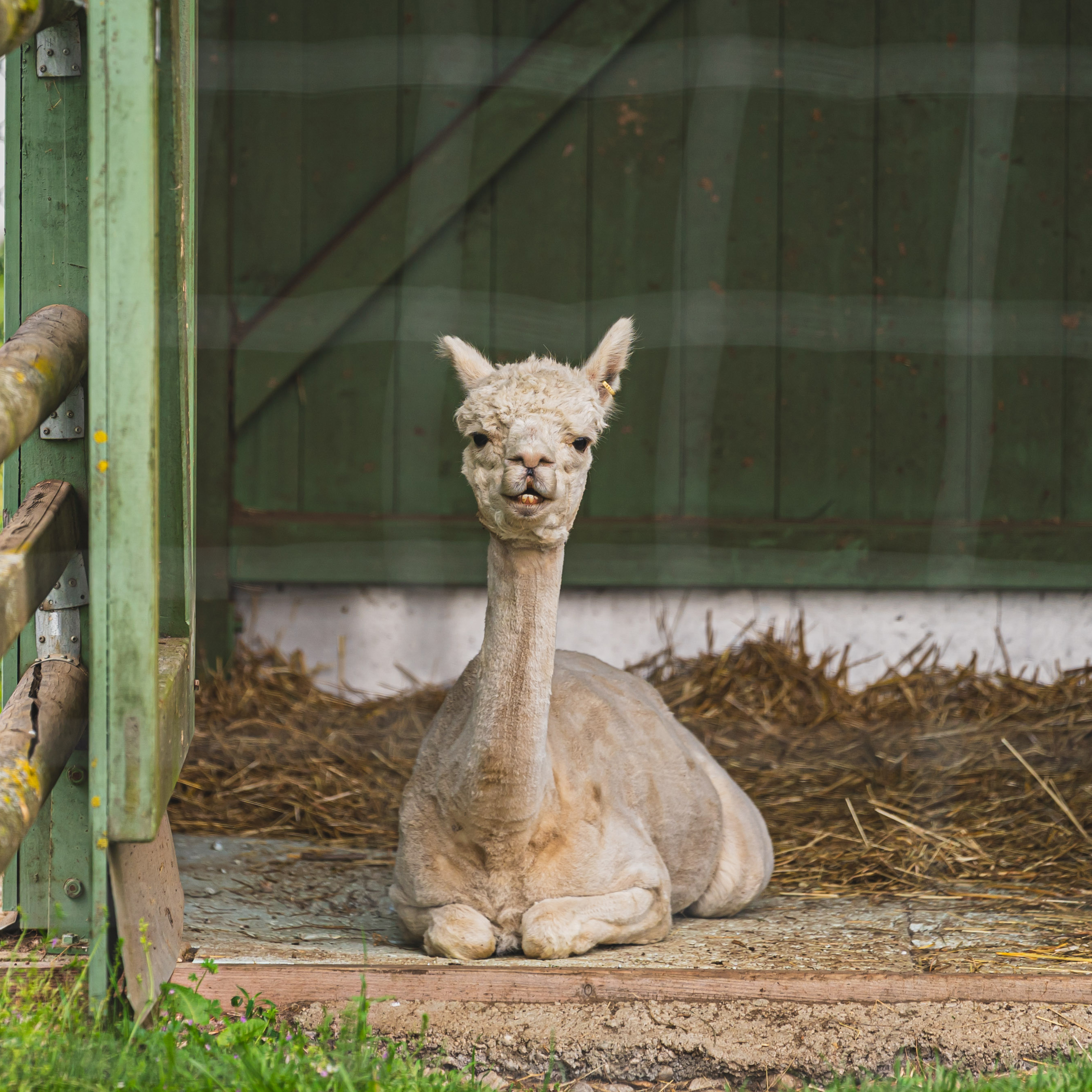 Tiergestützte Therapie